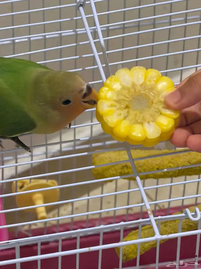 روز اليف ياكل من يدك تصنيف جميل مناسب للجميع لحق العرض 0