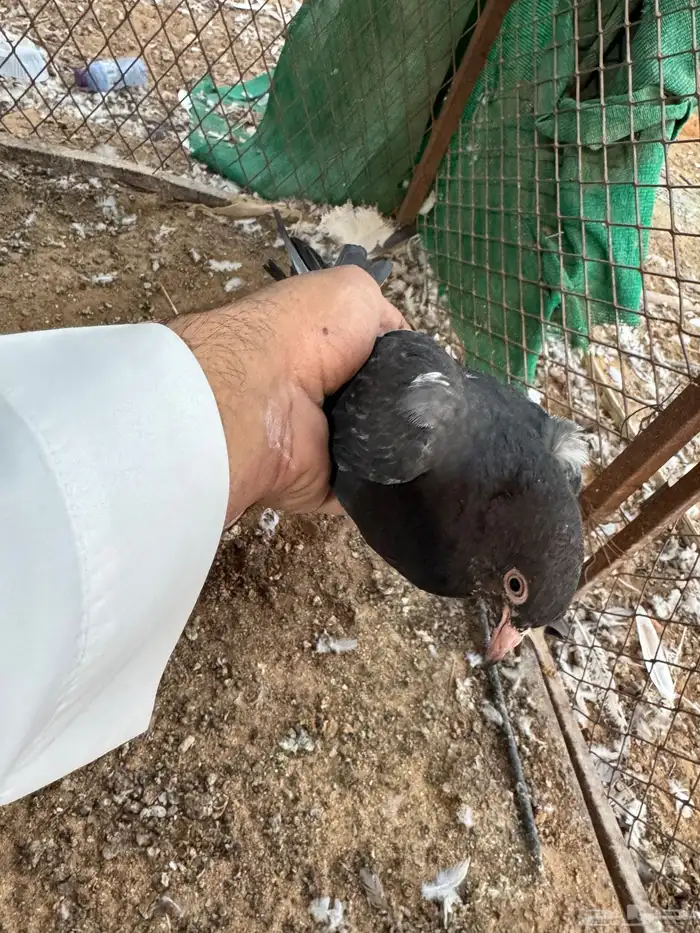 تيدي جلدار 8