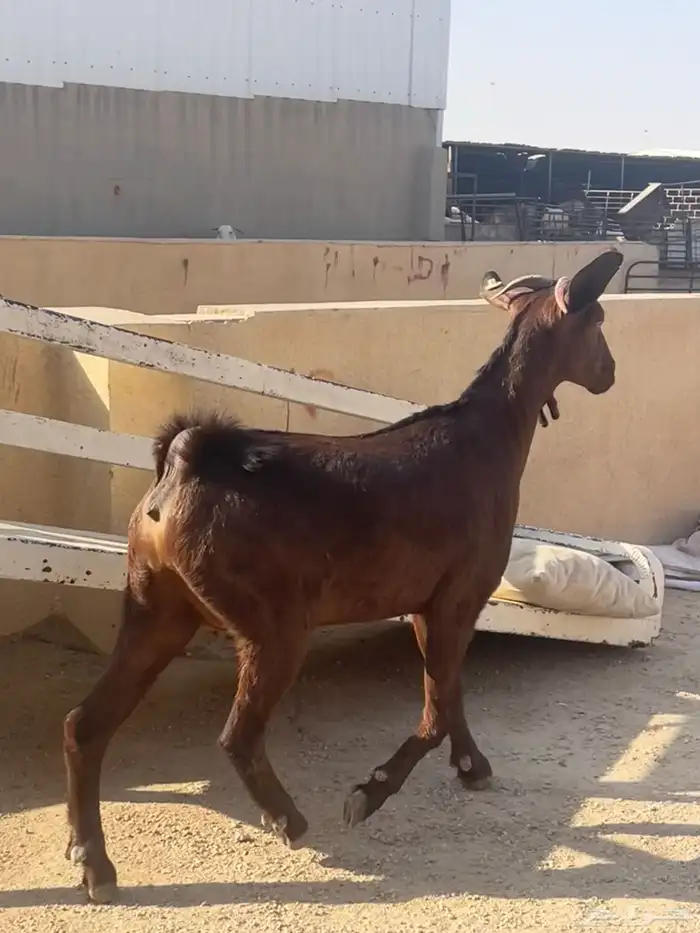 جفار جبلية جنوبيه 1