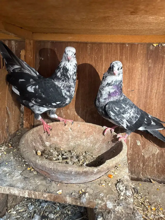 حمام قطيفي 1