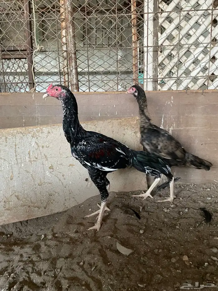 جوز سندي 0