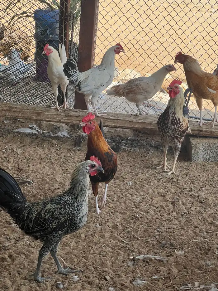 دجاج بلدي بشاير عمر 6 شهور 4