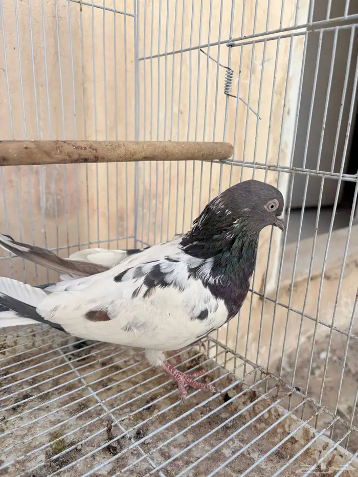 جوز حمام باكستاني تيدي و قولد 0