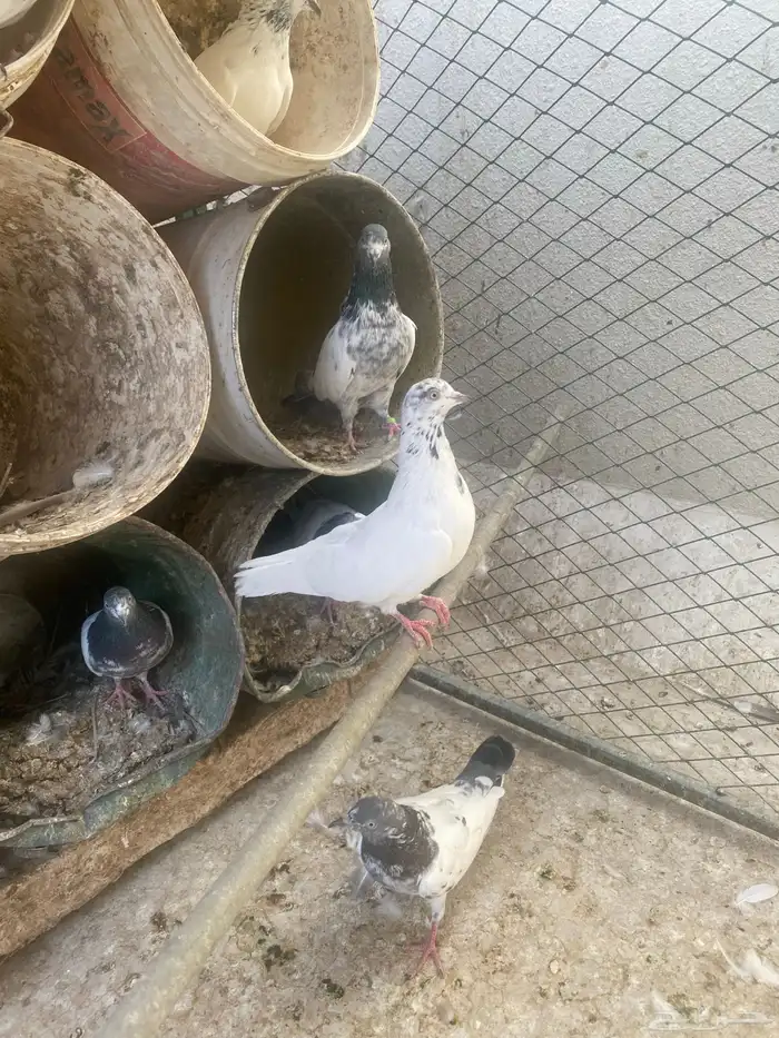 باكستانيات للبيع 3