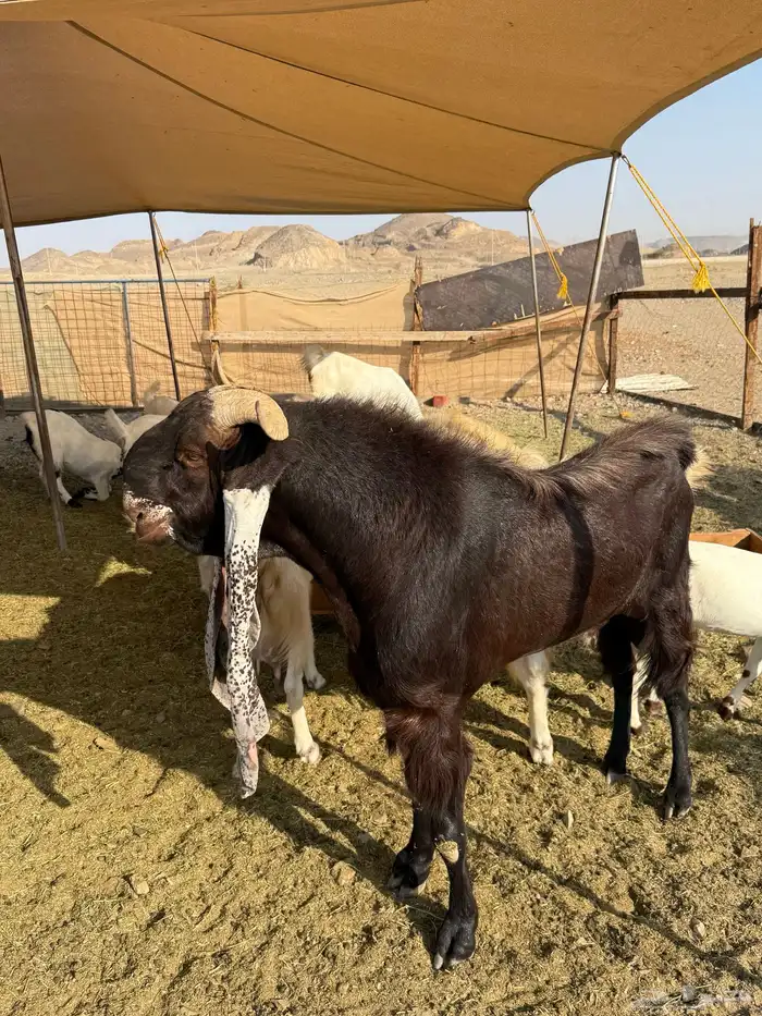 للبيع تيس فحل مشروط 0