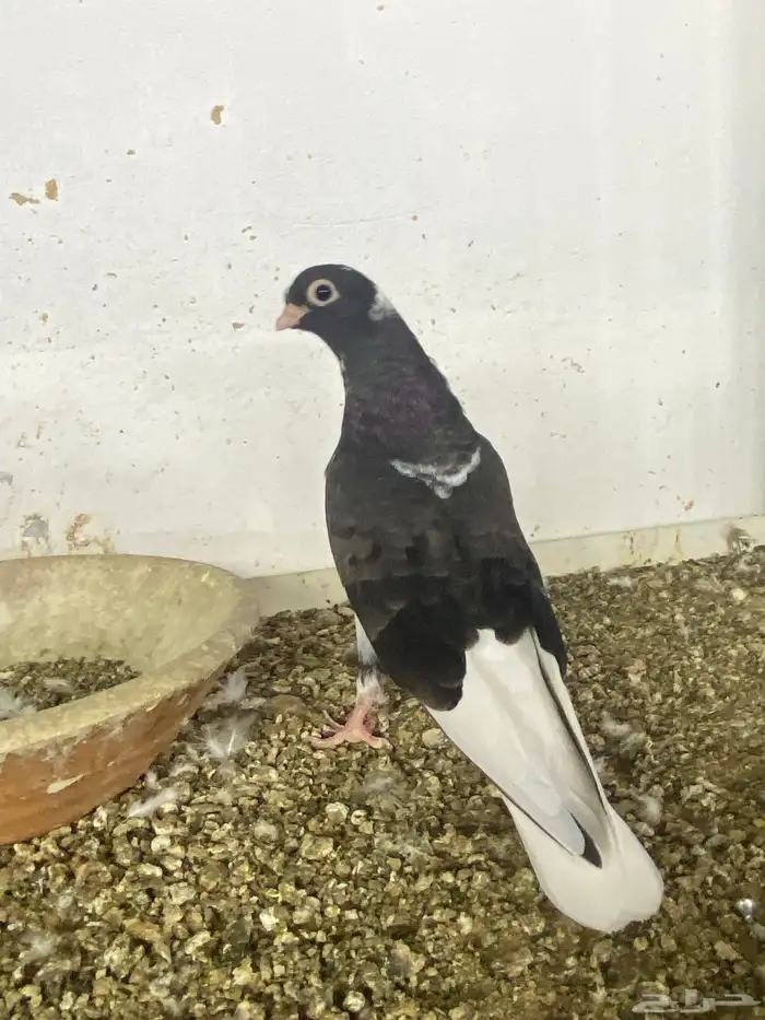 طبات قطايف للبيع 1