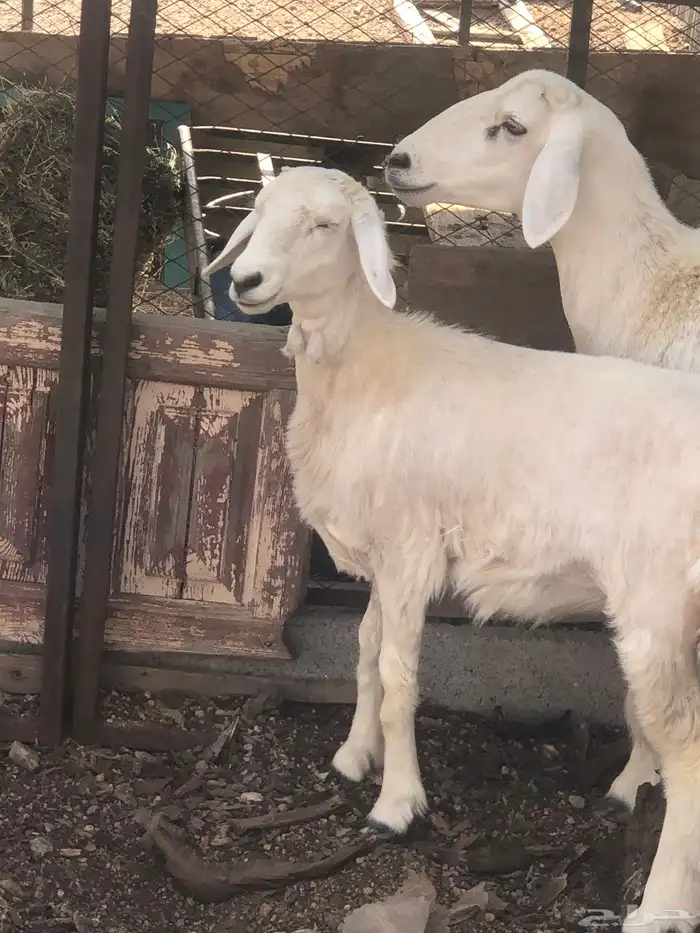 غنم مسروقه العدد 4 كما واضح في الصورة 0