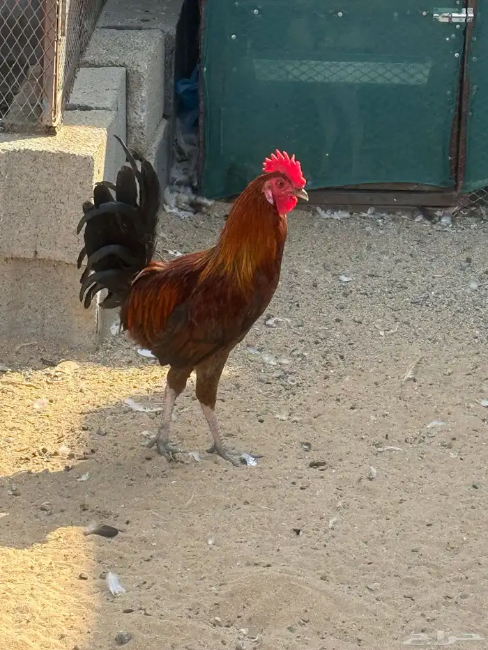 ديك بلدي 0