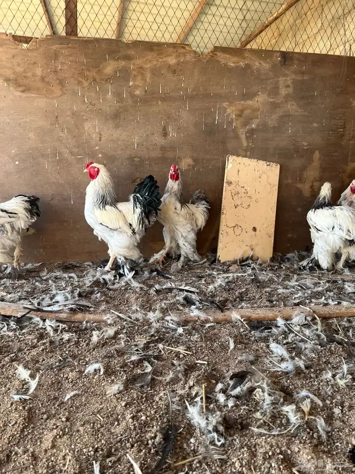 للبيع ديكه براهما كولمبي 0