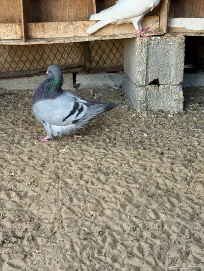 للبيع مجموعة حمام زينة index