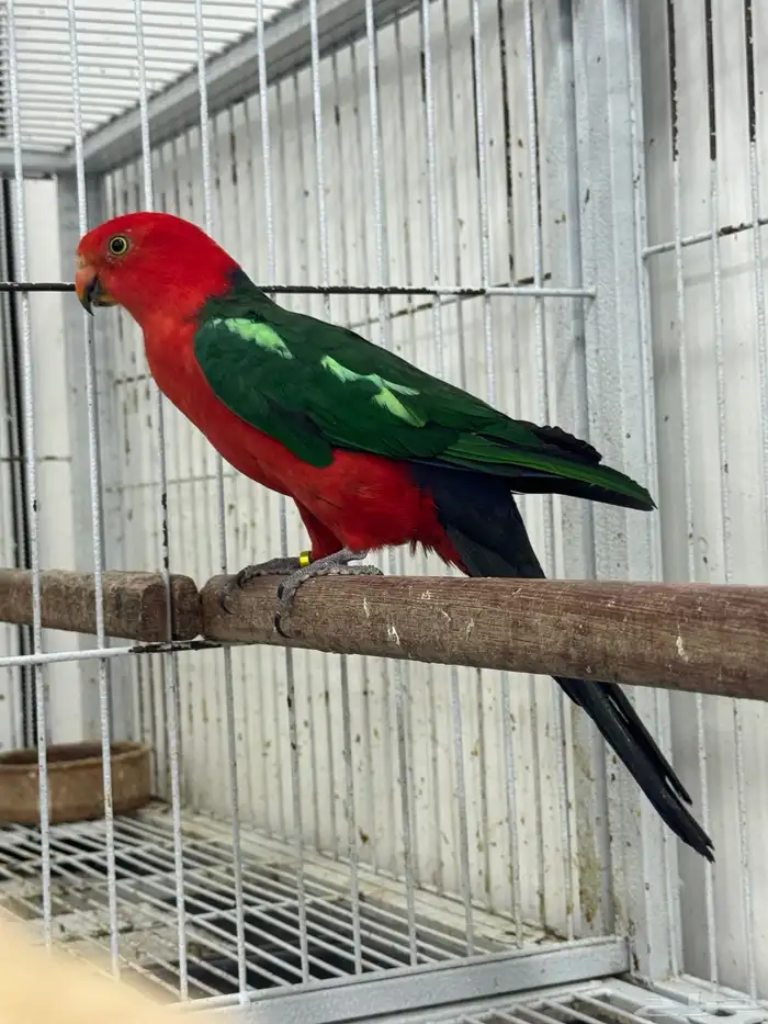 زوج كينق باروت بالغ وجاهز للانتاج 0