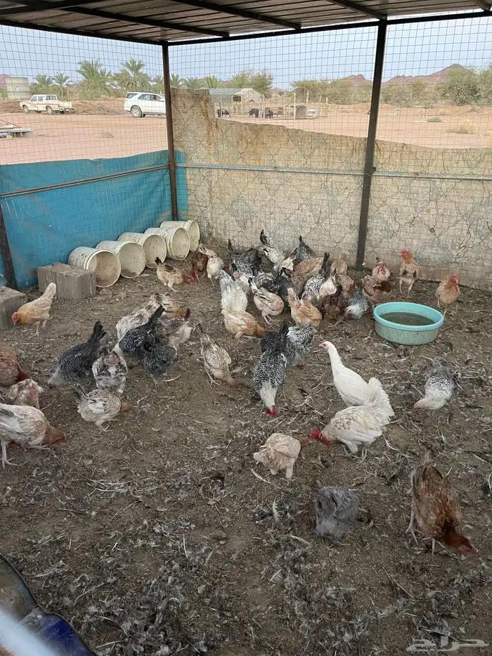 دجاج بلدي للبيع 0
