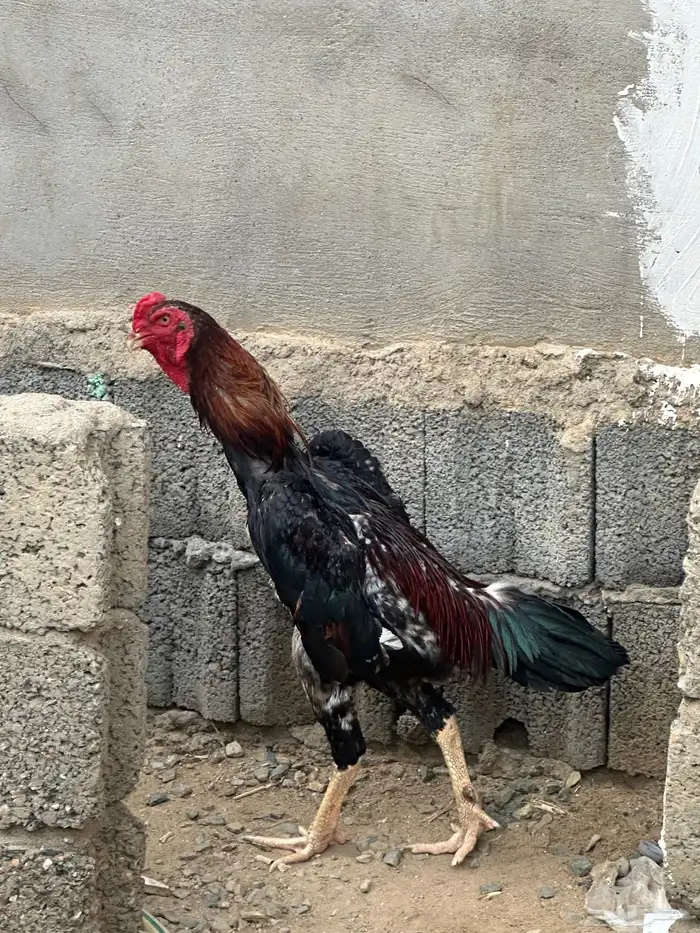 ديك شامو ياباني ودجاجه 1