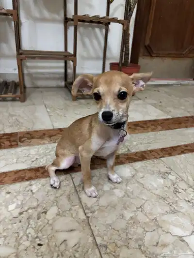 كلب شيواوا صغير للبيع index