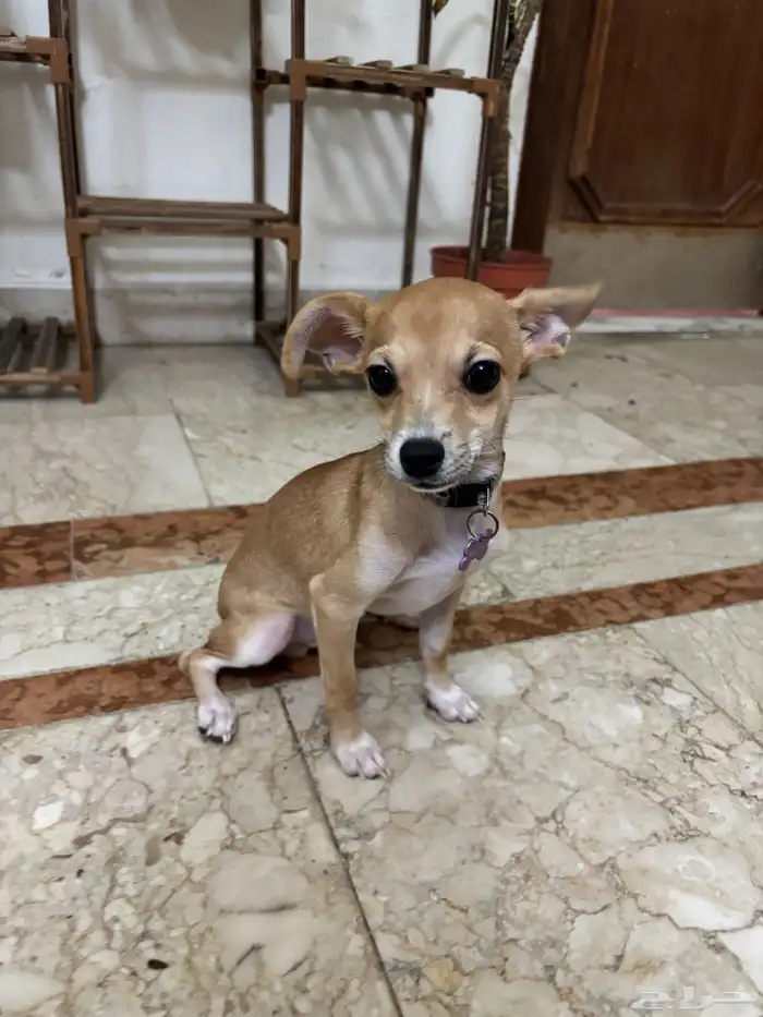 كلب شيواوا صغير للبيع 2