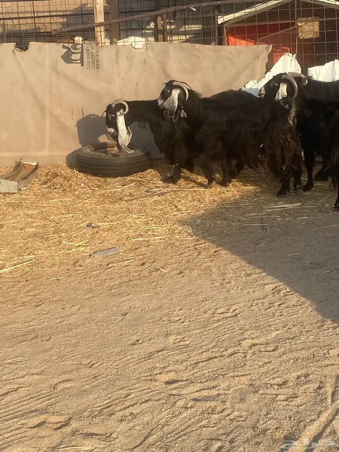 معزا عوارض 8