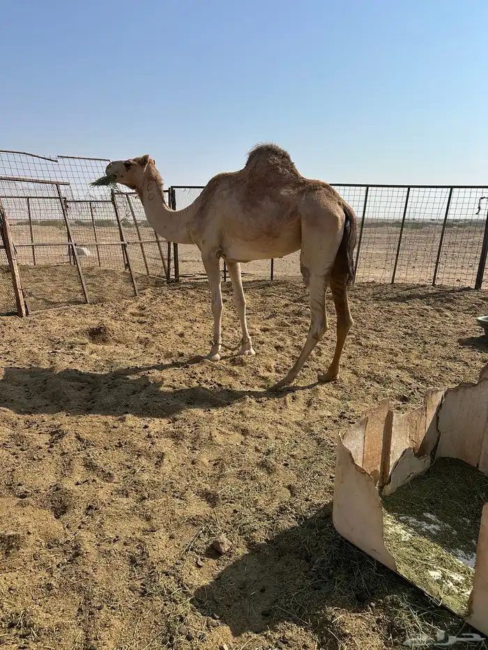 ناقه لقحه 1