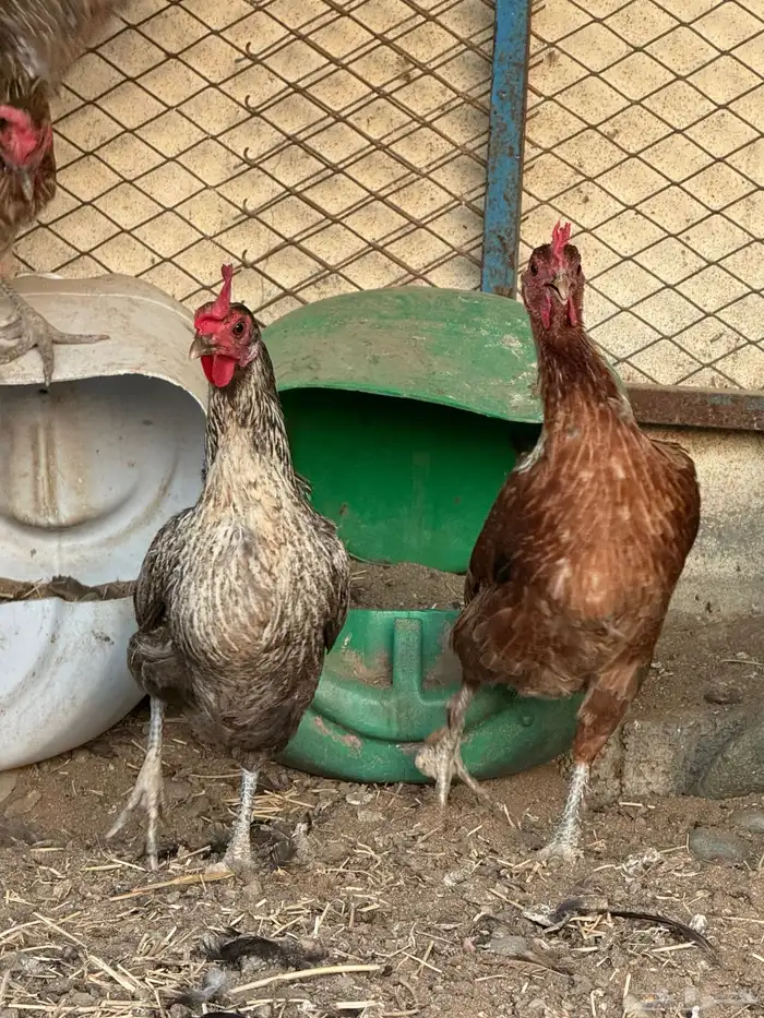 دجاج بلدي 1