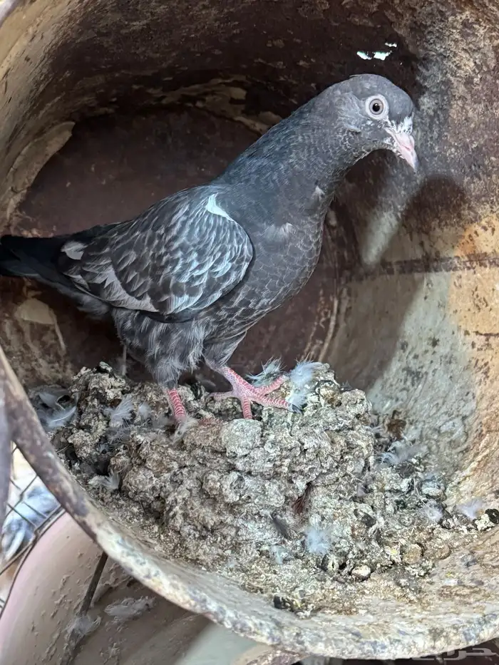 تيدي جلدار 7