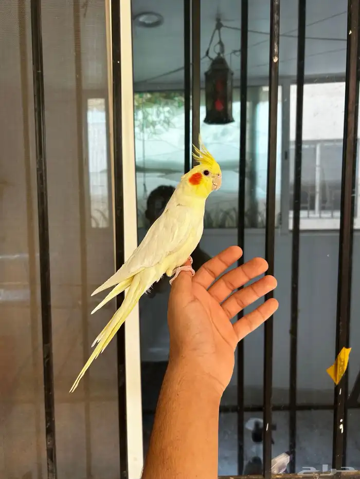 ذكر كروان لاتينو اليف و متكلم على اليد 1
