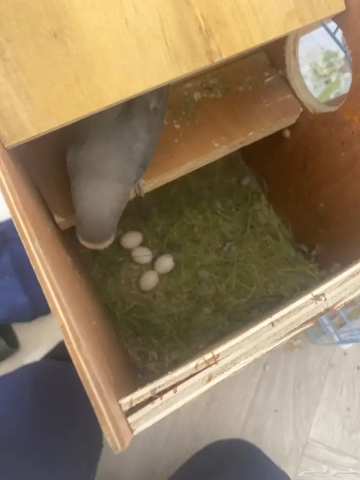 زوج روز مع الفرخ وفطوم 1