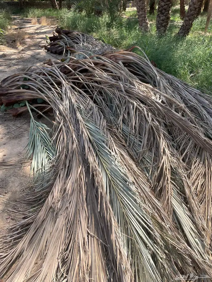 جريد سعف نخيل 0