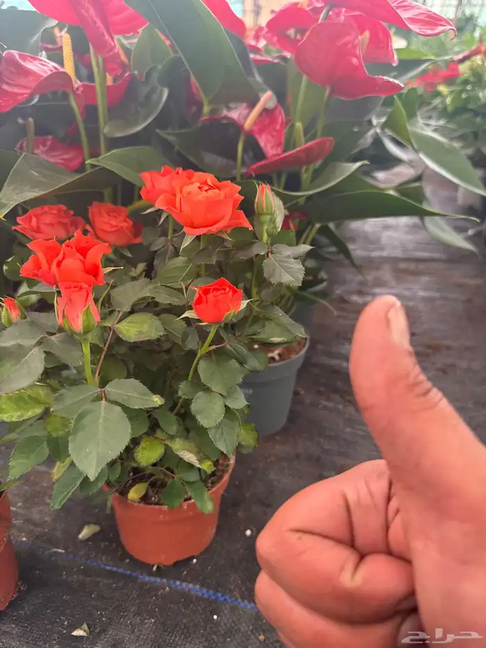 نباتات وأشجار طبيعي 2