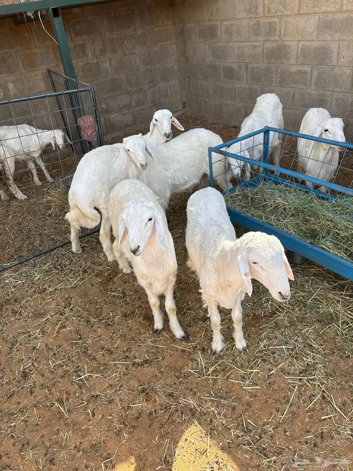 طليان حري مقفله 1