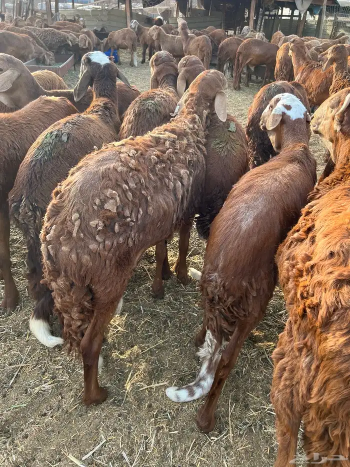 طليان حمر سواكن 0