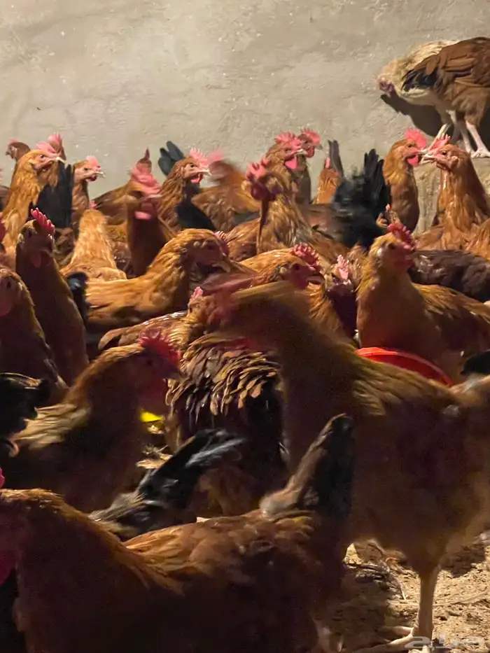 للبيع ديكه فرنسيه العمر 3 اشهر الصحة شرط شرط 3