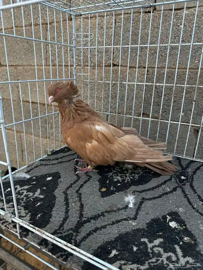 ذكر مصري اصفر مقبع index