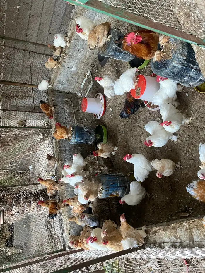 صيصان كوشن 2