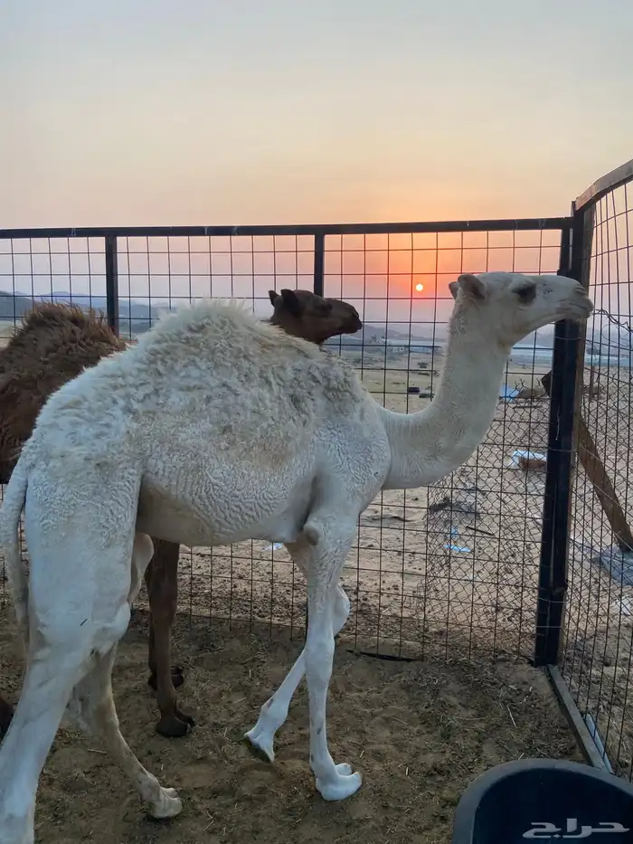 قعدان للبيع 3