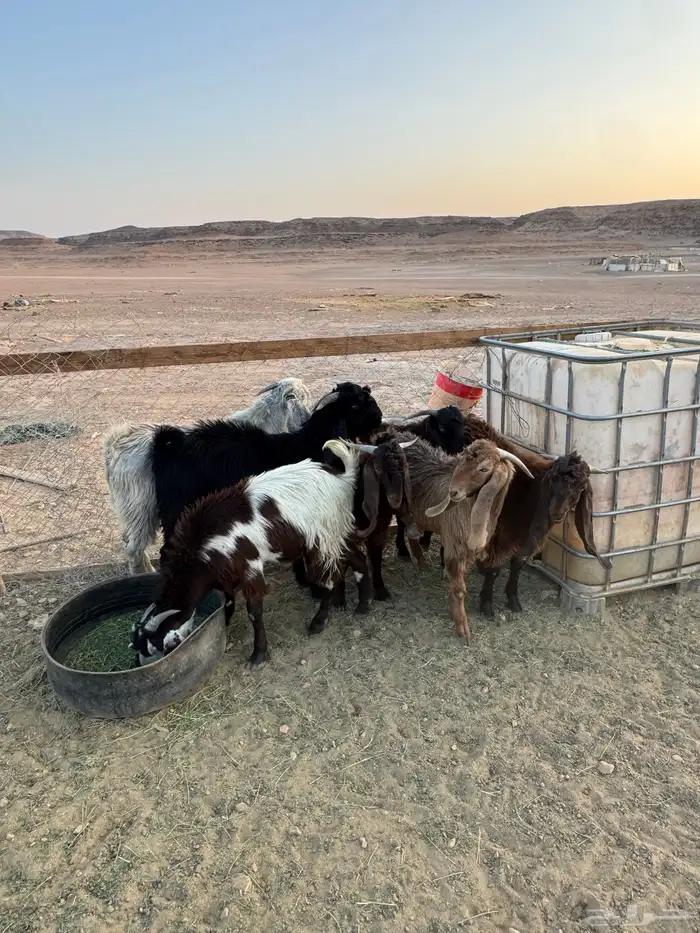 سبعه تيوس 3