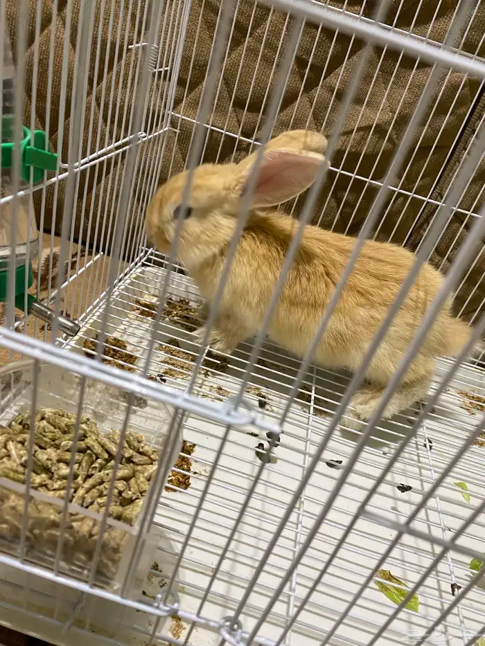 أرنب للبيع 0