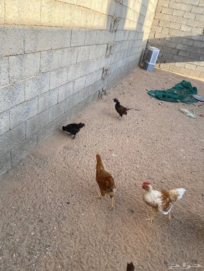 دجاج لوهمان 0