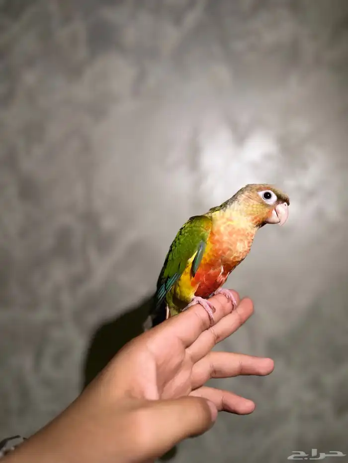 فرخ كنيور اناناس دبل رد فاكتور 2