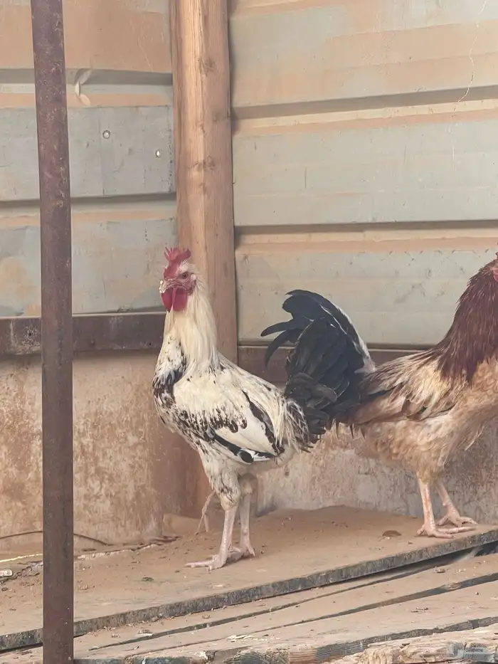 ديك عدد 2 طيبات بالحيل 1