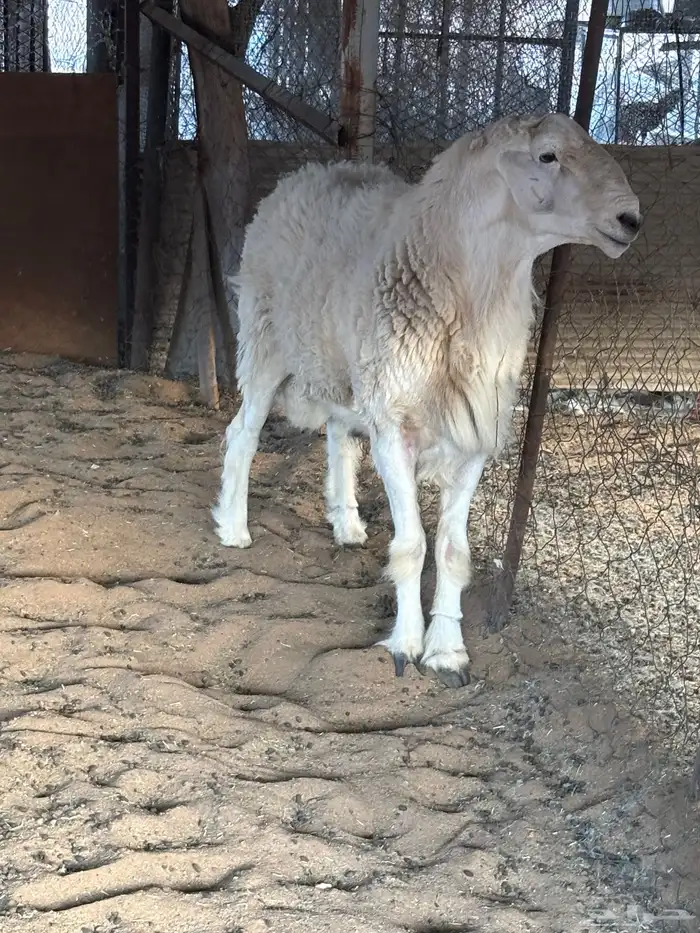 طلي فحل. صنف من اصول طيبه 0