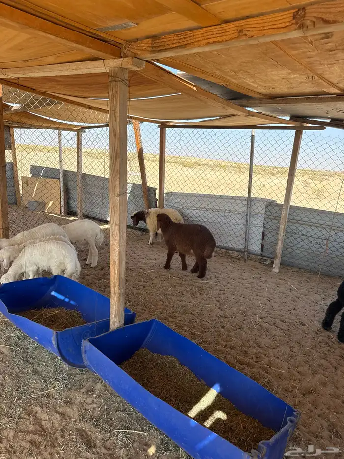 عربيو ونعيم وحر 1