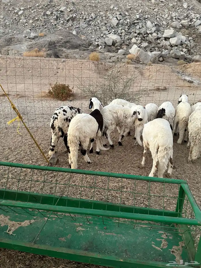 سواكن تربية النوارية 0