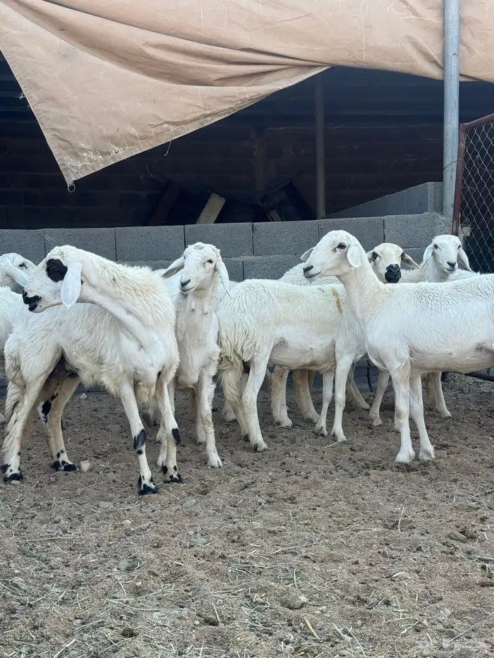 رخال صنف دفيع 8
