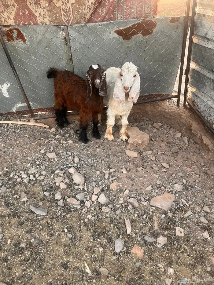 تيوس مخاصي وتيوس صغار 0