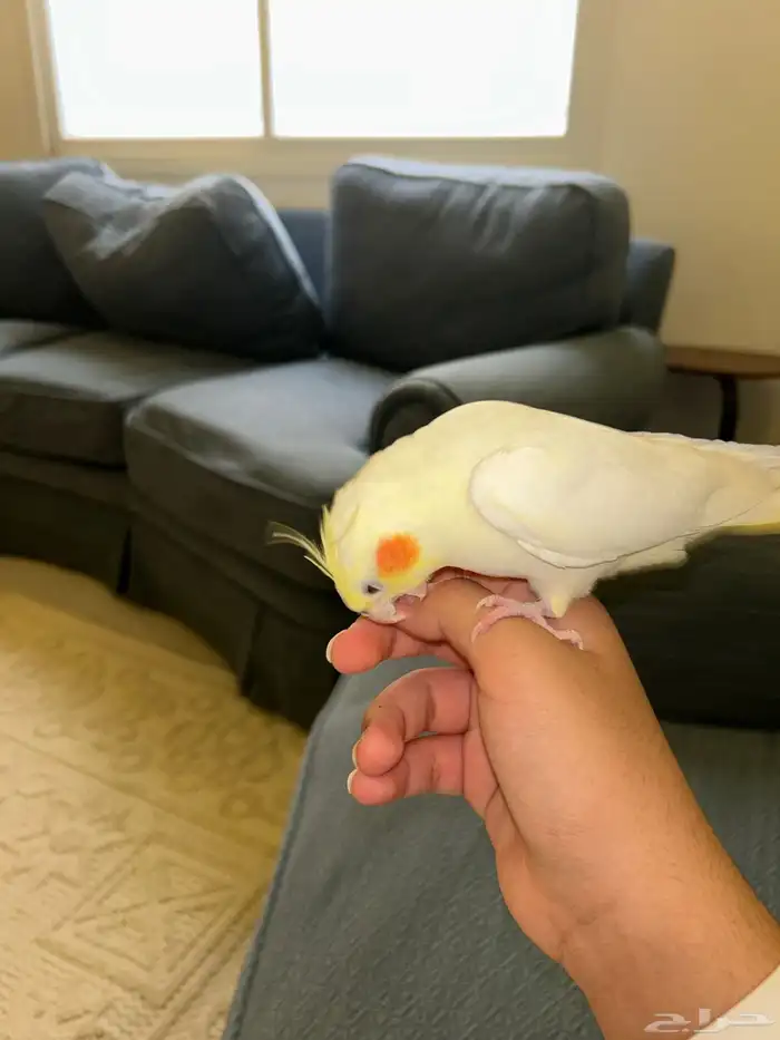 كروان اليف عيون حمر 0