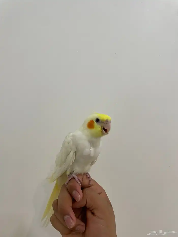 فرخ كروان اليف و هدد ( تم البيع ) 1