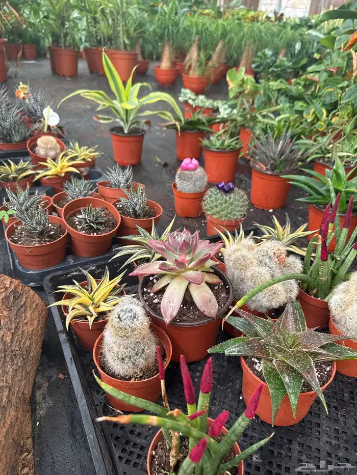 نباتات وأشجار طبيعي 8