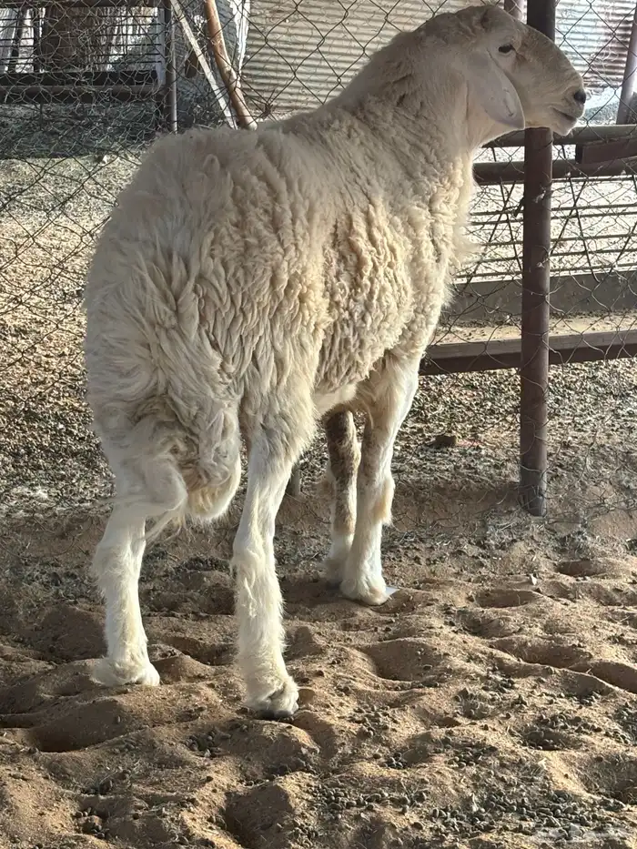 طلي فحل. صنف من اصول طيبه 6