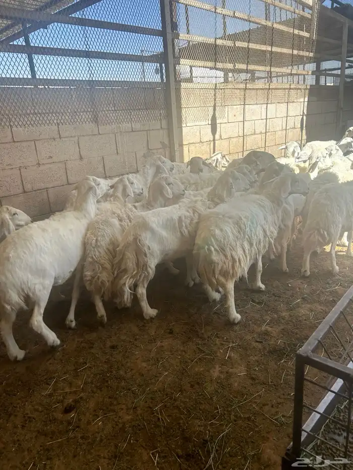 سوق غرب الرياض بن جربوع 4