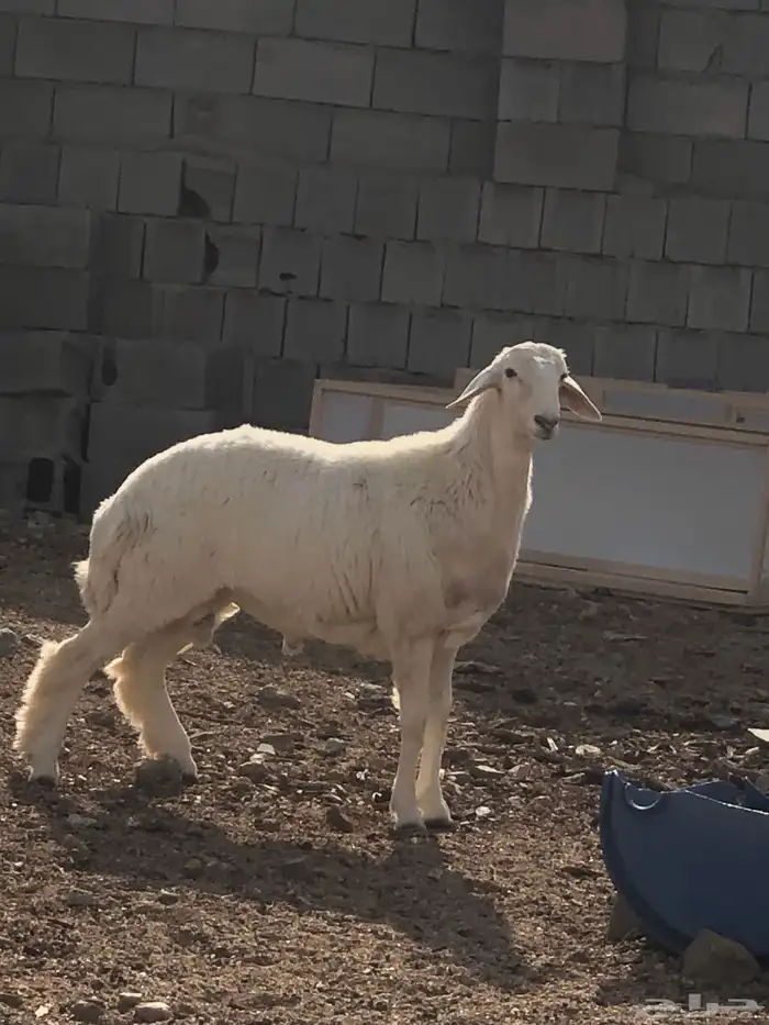 غنم مسروقه العدد 4 كما واضح في الصورة 5