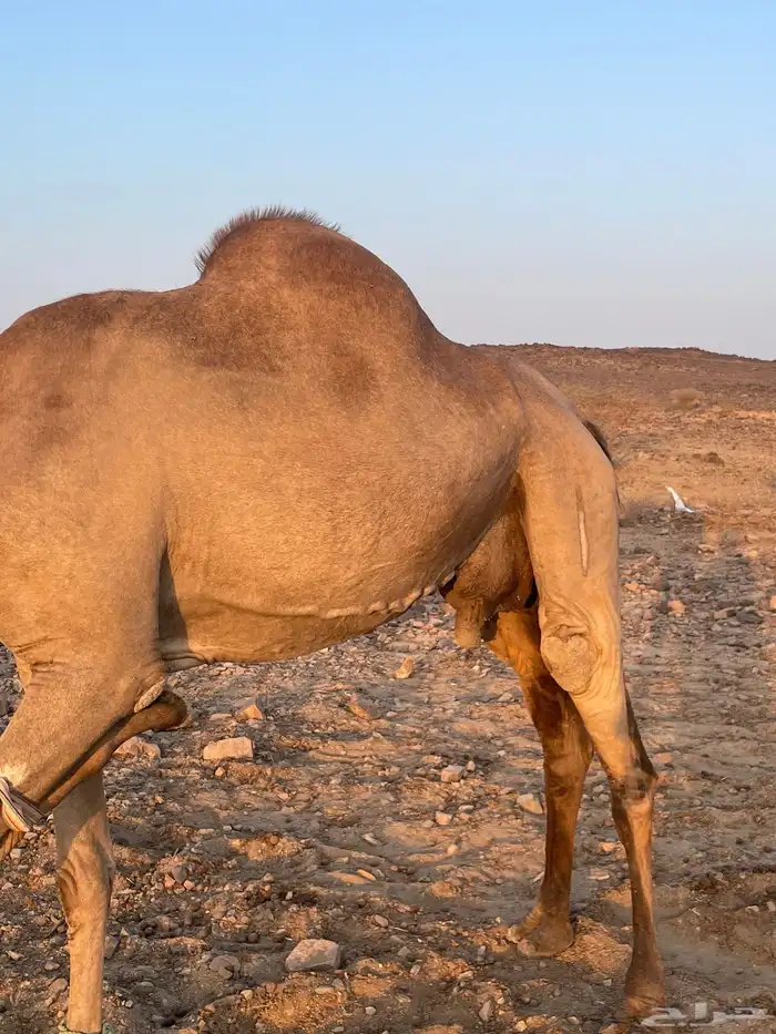 ملاقي للبيع 2